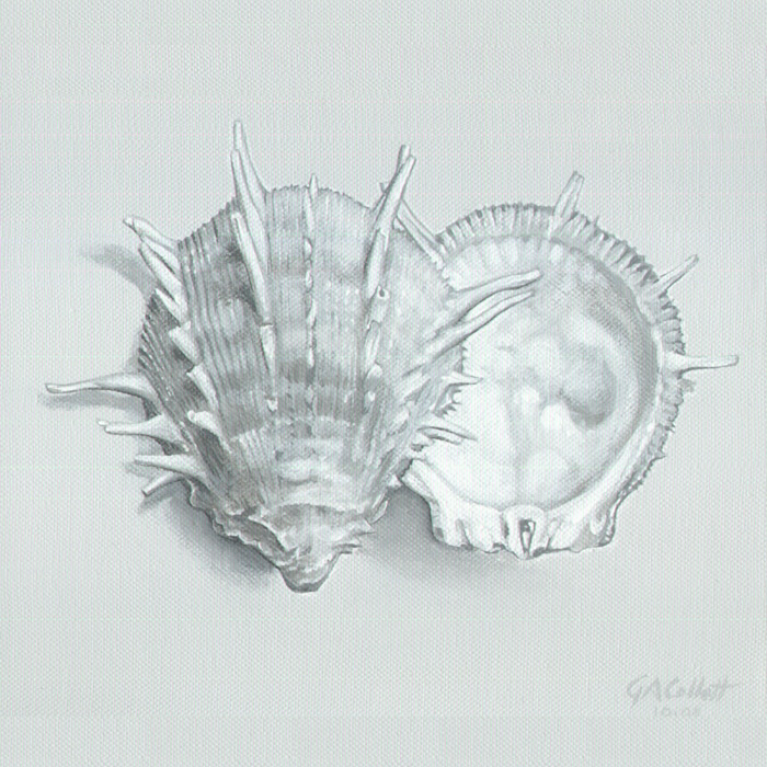 grisaille spondylus shell, acrylic on canvas