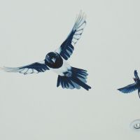 Magpie and Swallow.