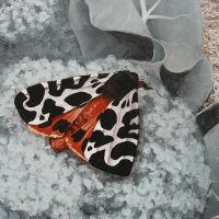Tiger Moth on Brocolli
