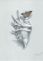 Spondylus