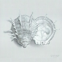 Spondylus