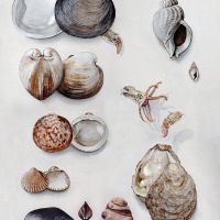 zoological illustration