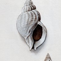 zoological illustration