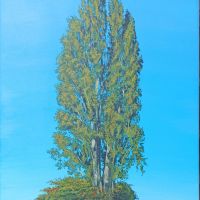 Tree portrait, acrylic on synthetic canvas